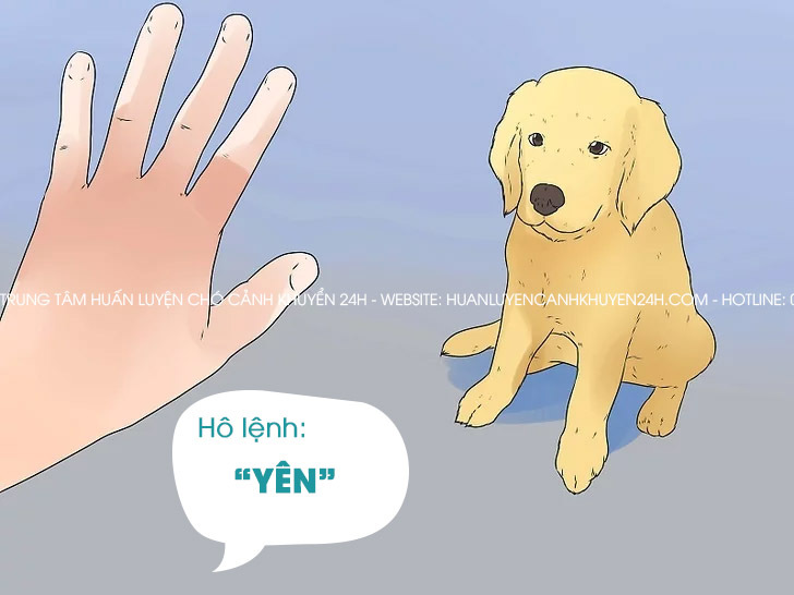 Cách huấn luyện chó Beagle đơn giản tại nhà