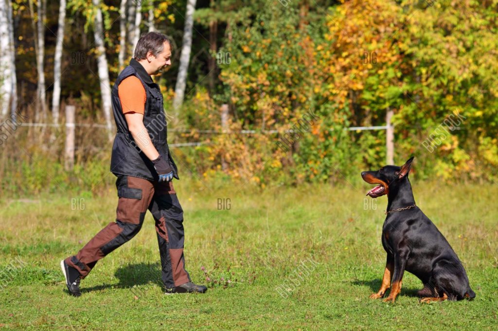 Bí kíp 101 cách huấn luyện chó A - Z | Trường huấn luyện chó ...